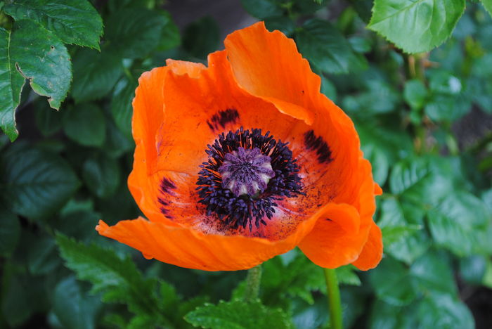 papaver turkenluise - 2016 plantele mele II