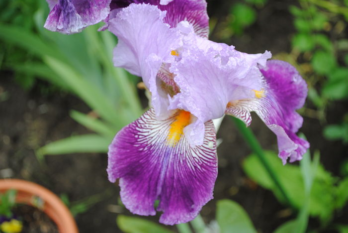 iris Arabella