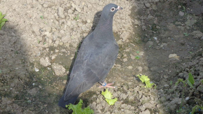 O tanara cu picioarele pe pamant - Viata porumbeilor 2016 partea 1