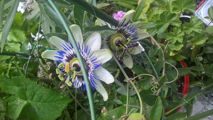 WP_20160518_12_29_00_Pro - Passiflora caerulea