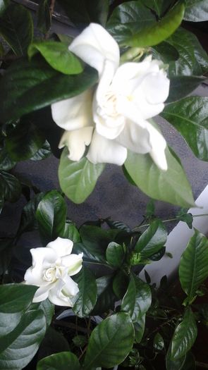 20160518_183721 - Gardenii 2016