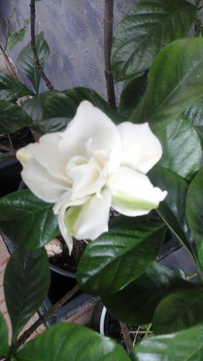 20160518_183641 - Gardenii 2016