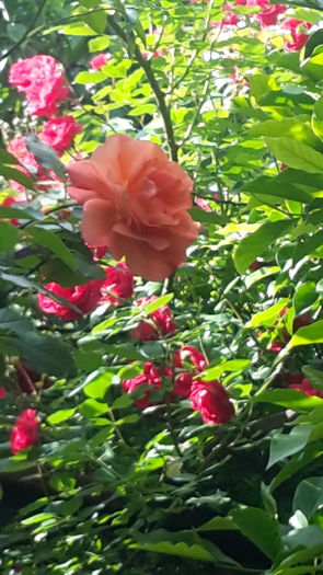 20160518_170757