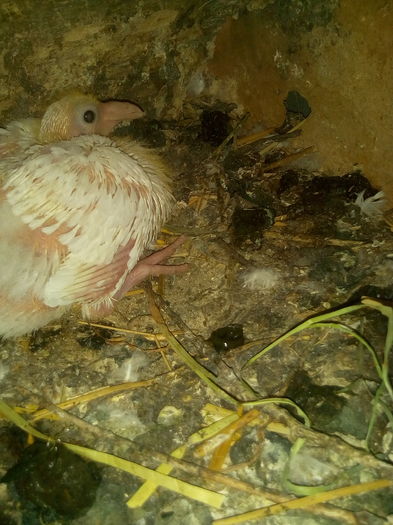 IMG_20160518_185344 - pui 2016