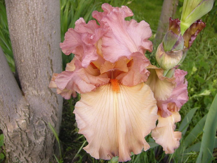 Iris Dawn Glory