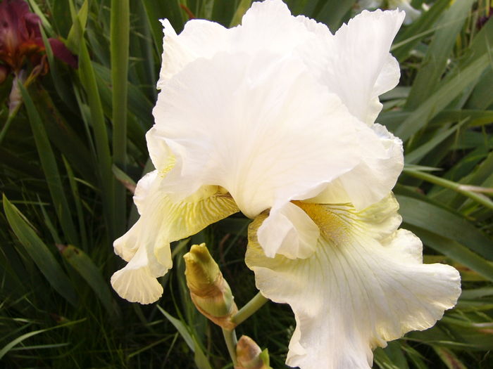 Iris Lady Boscoven - ANUL 2016 FLORI II