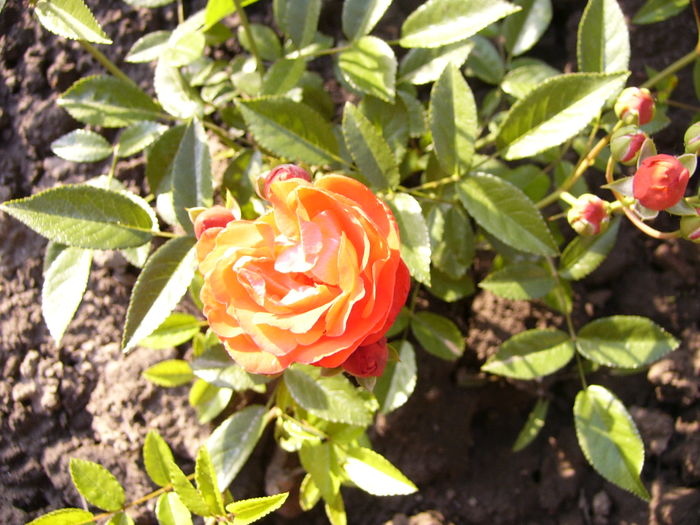 Rosa Morsdag orange - ANUL 2016 FLORI II