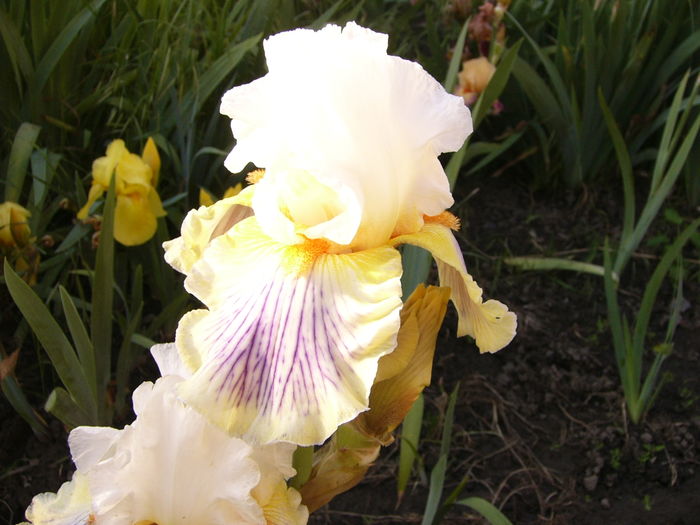 Iris Expose