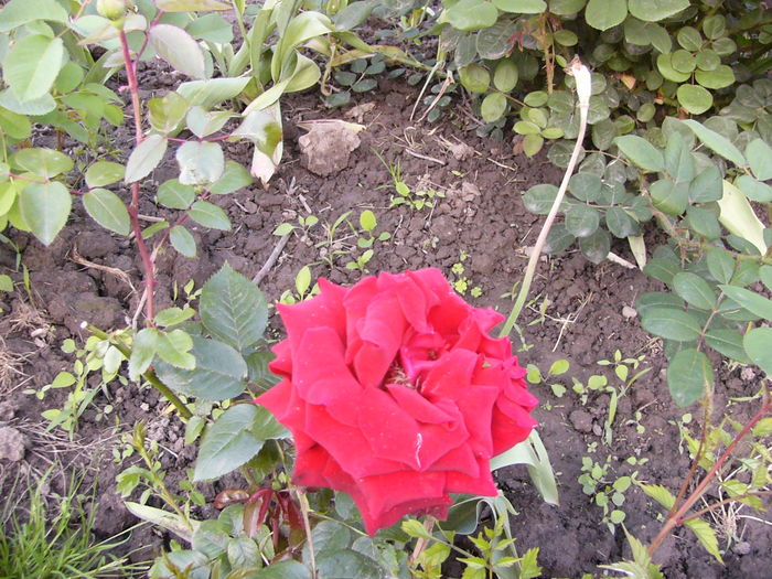 P1270178