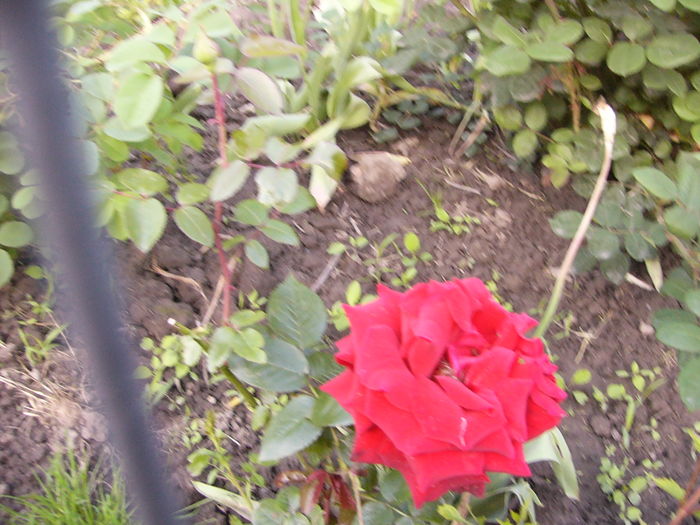 P1270179 - ANUL 2016 FLORI III