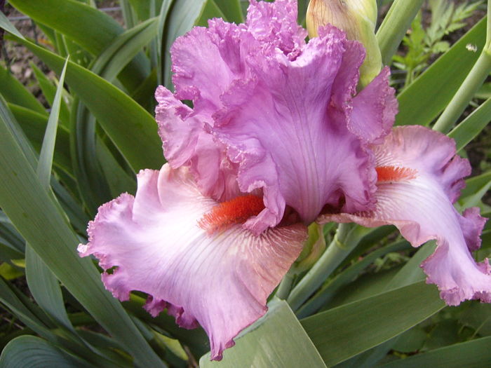P1270193