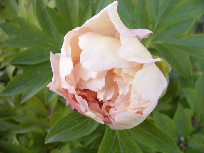 P1270202 - ANUL 2016 FLORI III