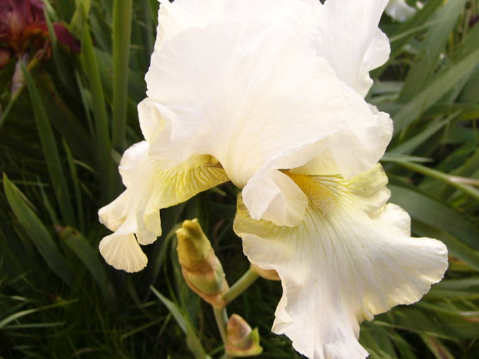 P1270206 - ANUL 2016 FLORI III