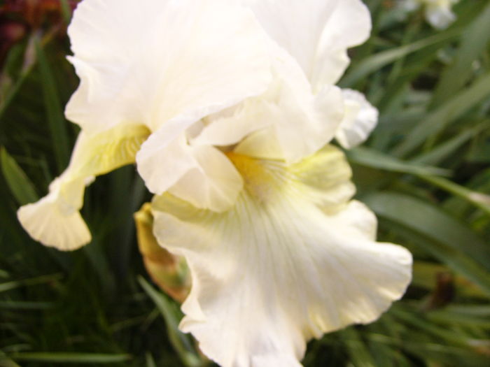 P1270207 - ANUL 2016 FLORI III