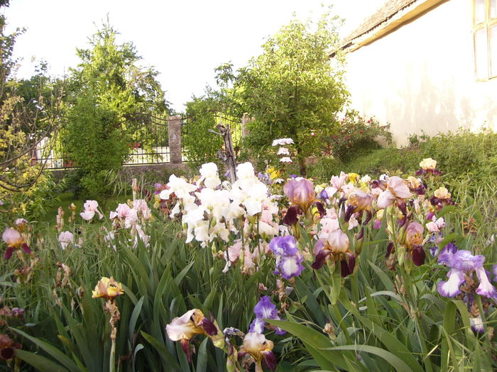 P1270217 - ANUL 2016 FLORI III