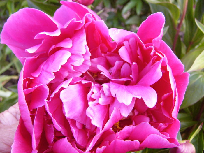 P1270223 - ANUL 2016 FLORI III