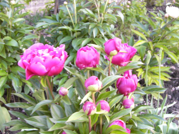 P1270224 - ANUL 2016 FLORI III