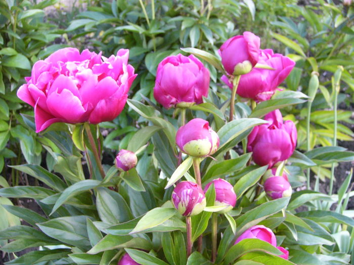 P1270225 - ANUL 2016 FLORI III