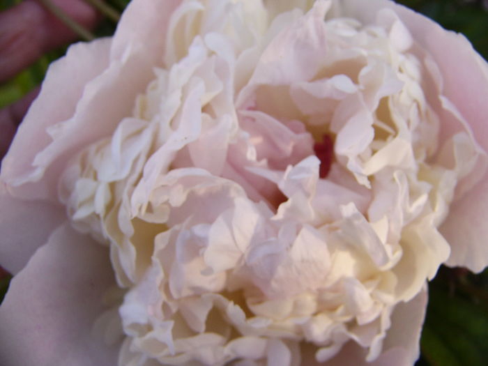 P1270227 - ANUL 2016 FLORI III