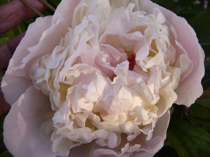 P1270228 - ANUL 2016 FLORI III