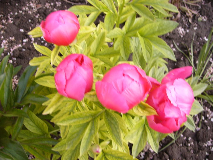 P1270231 - ANUL 2016 FLORI III