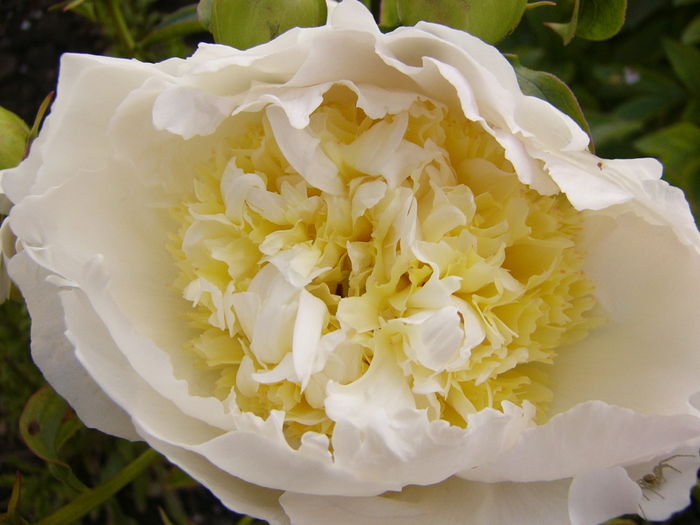 Paeonia Honey gold - ANUL 2016 FLORI III