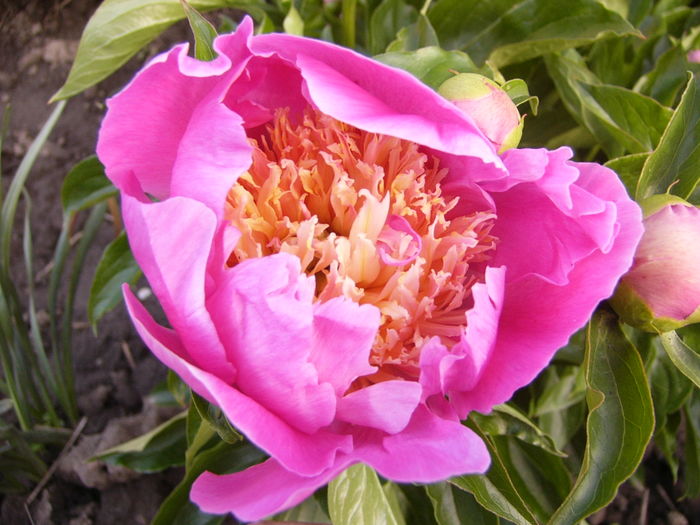 Paeonia Largo - ANUL 2016 FLORI III