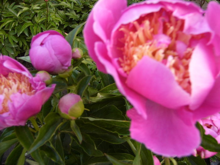 P1270238 - ANUL 2016 FLORI III