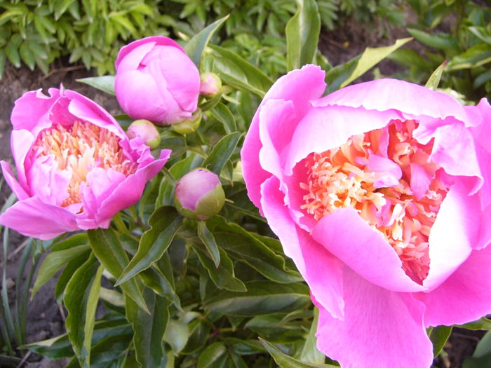 P1270239 - ANUL 2016 FLORI III