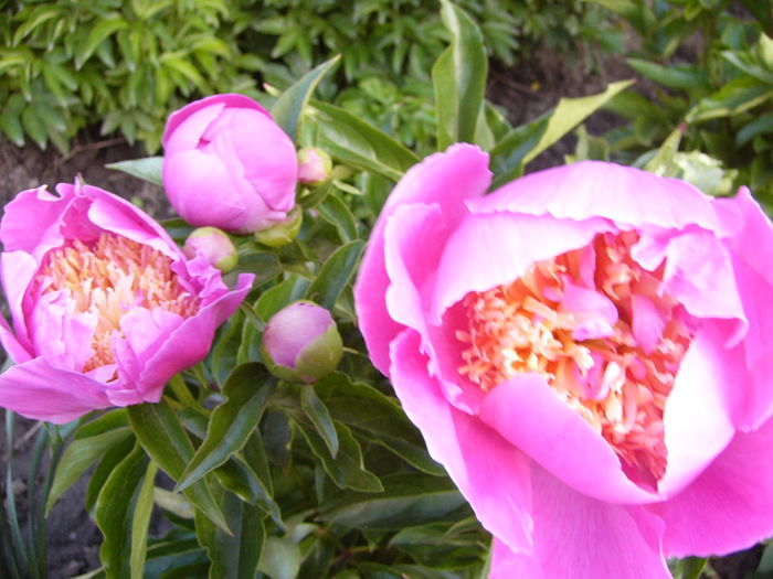 P1270240 - ANUL 2016 FLORI III