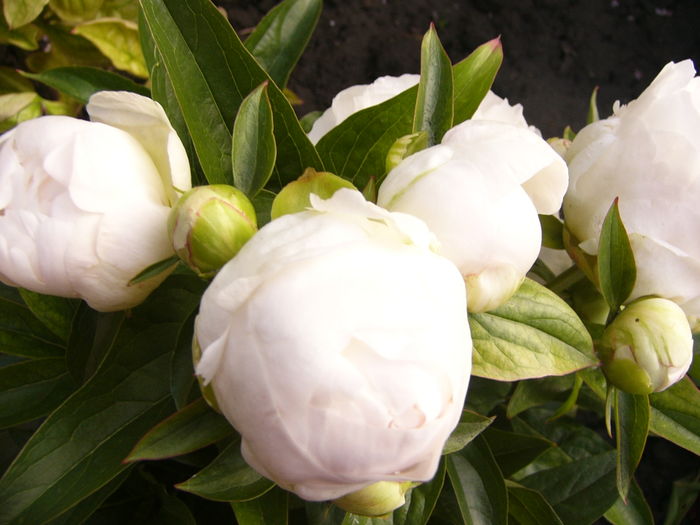 P1270241 - ANUL 2016 FLORI III