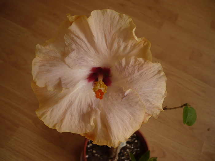 Tahitian Prince