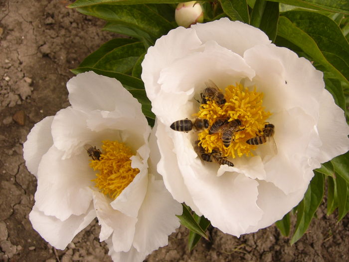 Paeonia Krinkled White