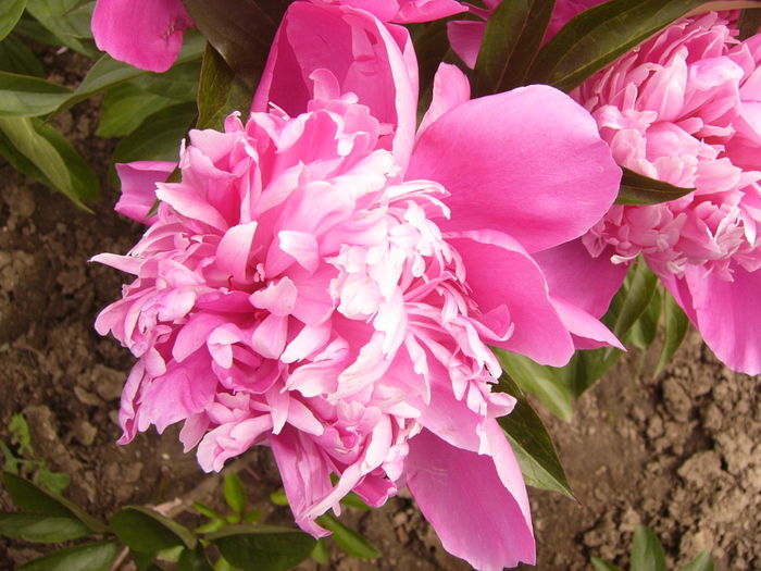 P1270372 - ANUL 2016 FLORI IV