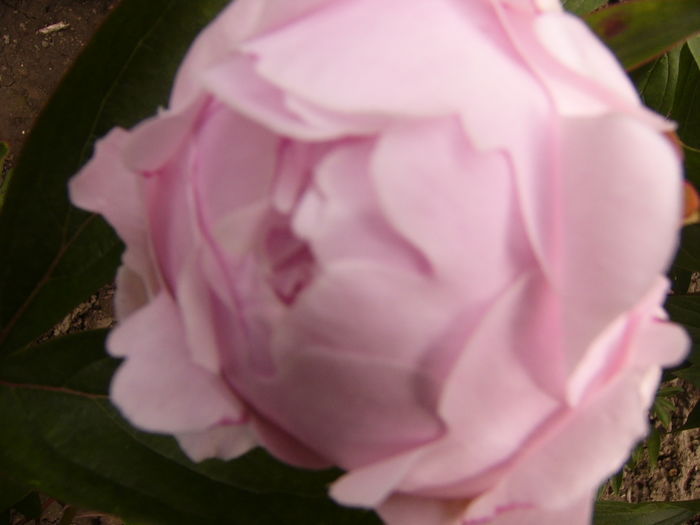 P1270373 - ANUL 2016 FLORI IV