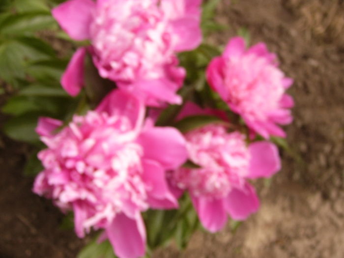 P1270374 - ANUL 2016 FLORI IV