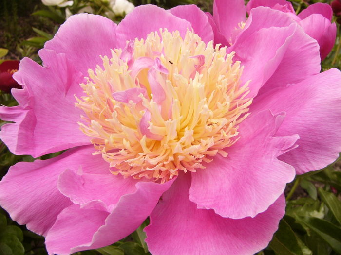 Paeonia Largo - ANUL 2016 FLORI IV