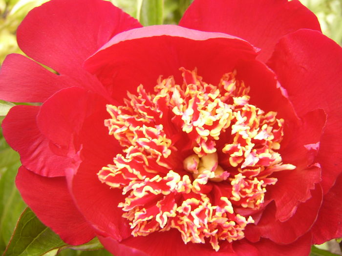 Paeonia Charles Burgers - ANUL 2016 FLORI IV