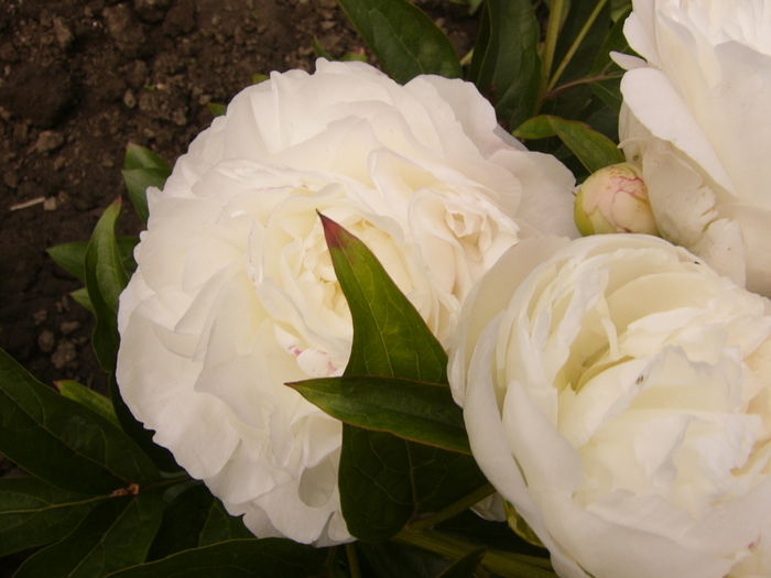 P1270411 - ANUL 2016 FLORI IV