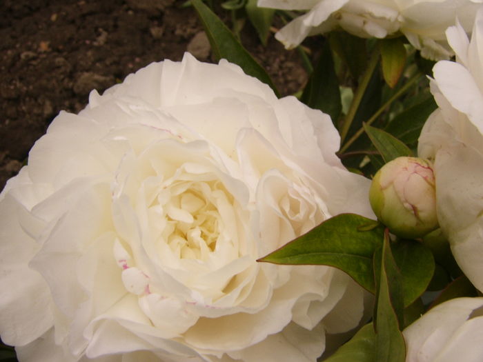 P1270412 - ANUL 2016 FLORI IV