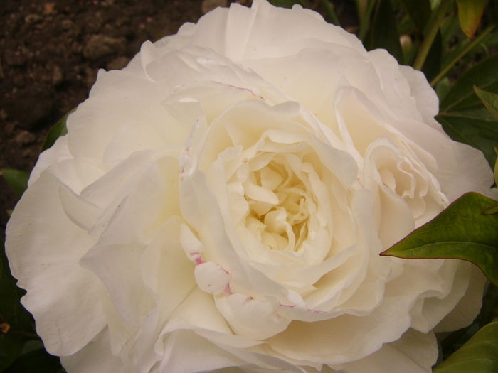 P1270413 - ANUL 2016 FLORI IV