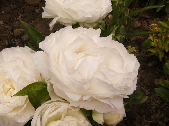 P1270417 - ANUL 2016 FLORI IV