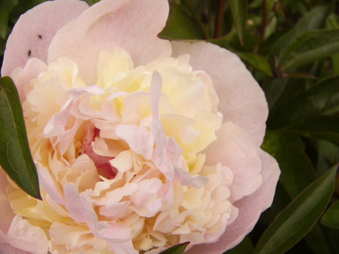 P1270418 - ANUL 2016 FLORI IV