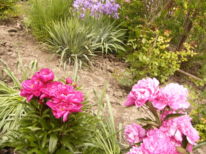 P1270421 - ANUL 2016 FLORI IV