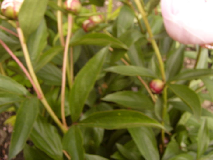 P1270424 - ANUL 2016 FLORI IV