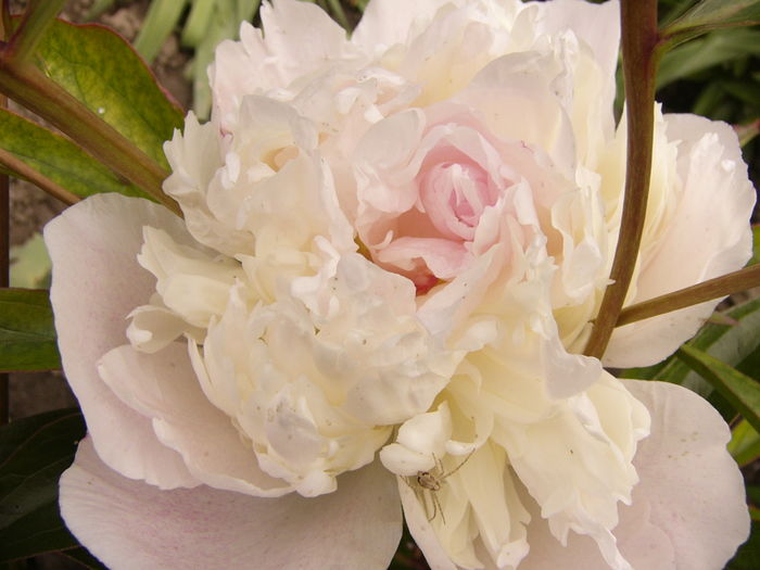 P1270426 - ANUL 2016 FLORI IV