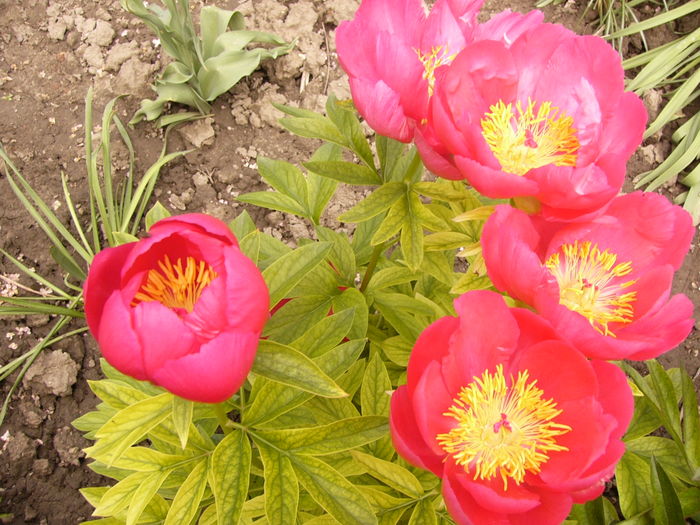 Paeonia Scarlet O,Hara - ANUL 2016 FLORI IV