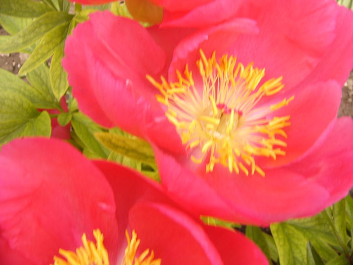 P1270429 - ANUL 2016 FLORI IV