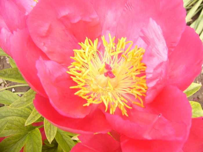 P1270430 - ANUL 2016 FLORI IV