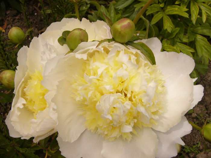 Paeonia Honey Gold - ANUL 2016 FLORI IV